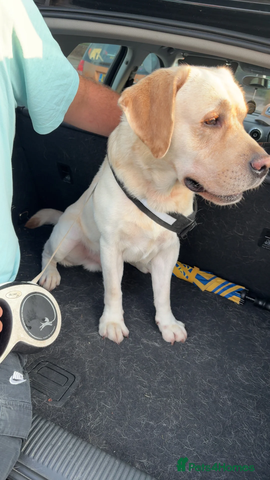 Labrador Retriever dogs for sale: 3 year old male - Advert 1