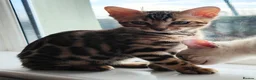 Bengal cats for sale: GCCF/TICA Registered Bengal Boy - Advert 14