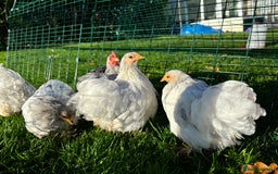 Chickens poultry for sale: Trio of bantams  - Image 10
