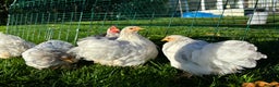 Chickens poultry for sale: Pekin bantams hens and cockerels  - Advert 10