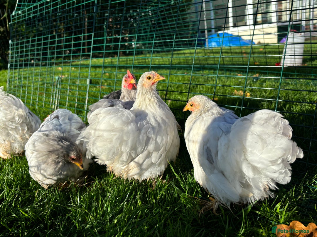 Chickens poultry for sale: Trio of bantams  - Image 10