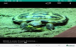 Tortoise reptiles for sale: Horsefield tortoise 🐢  - Image 2