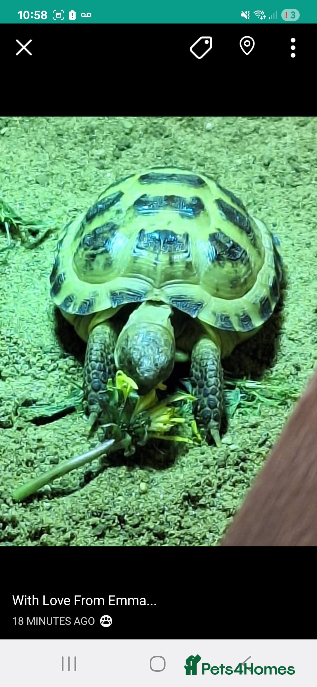 Tortoise reptiles for sale: Horsefield tortoise 🐢  - Image 2