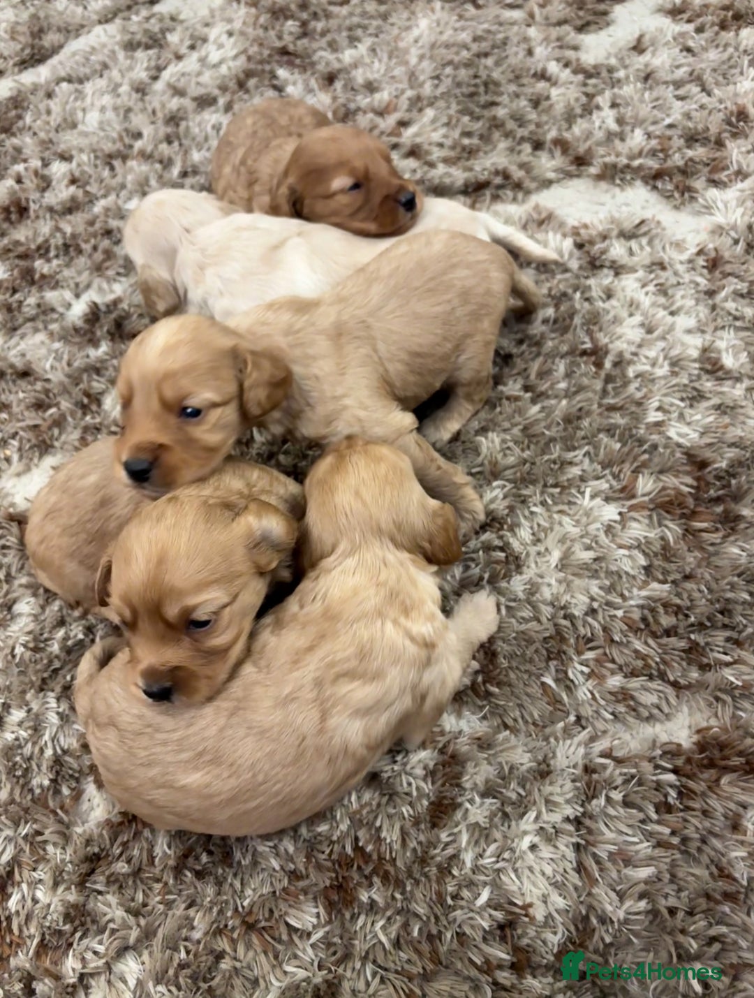 Cockapoo dogs for sale: 5 f1 cockerpoo puppies  - Image 1