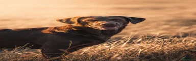 Labrador Retriever 1