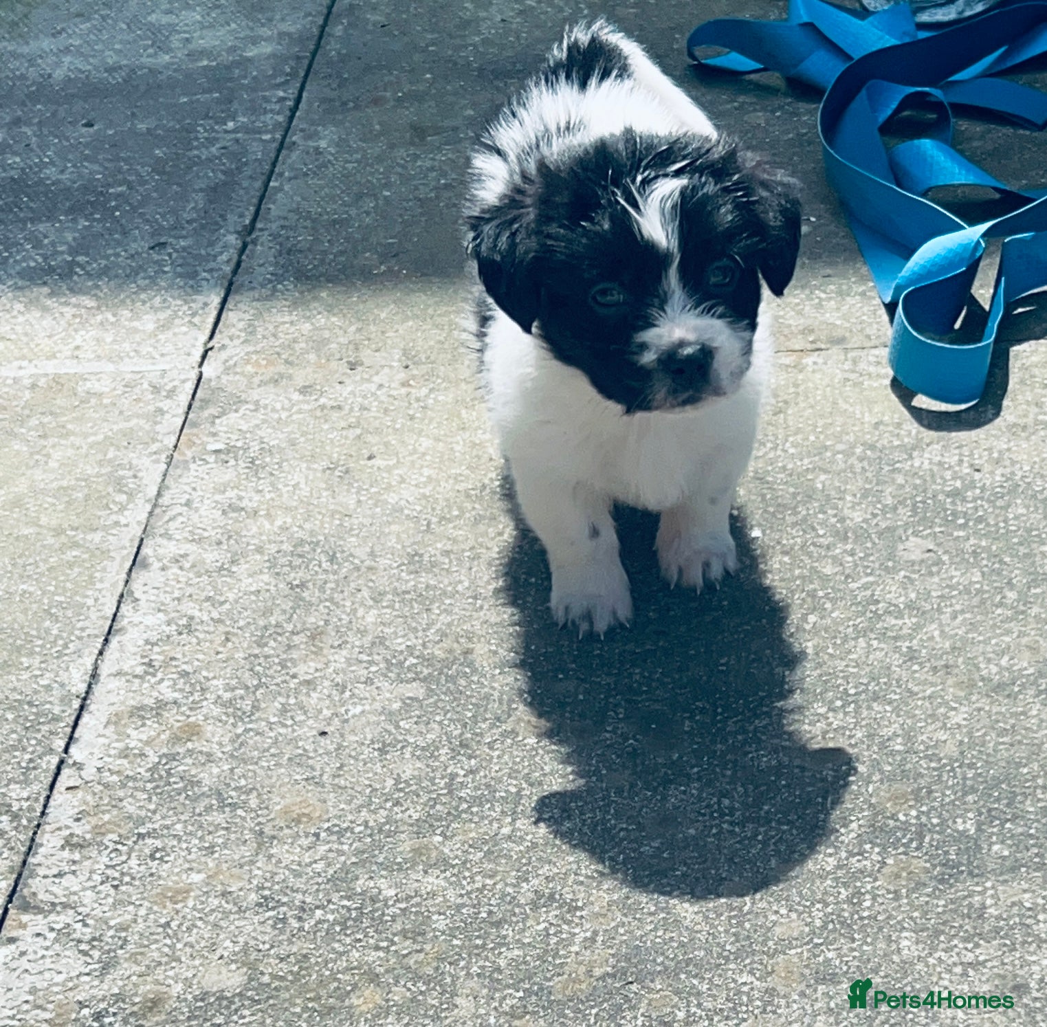 Malshi dogs Male Malshi pup - Advert 2