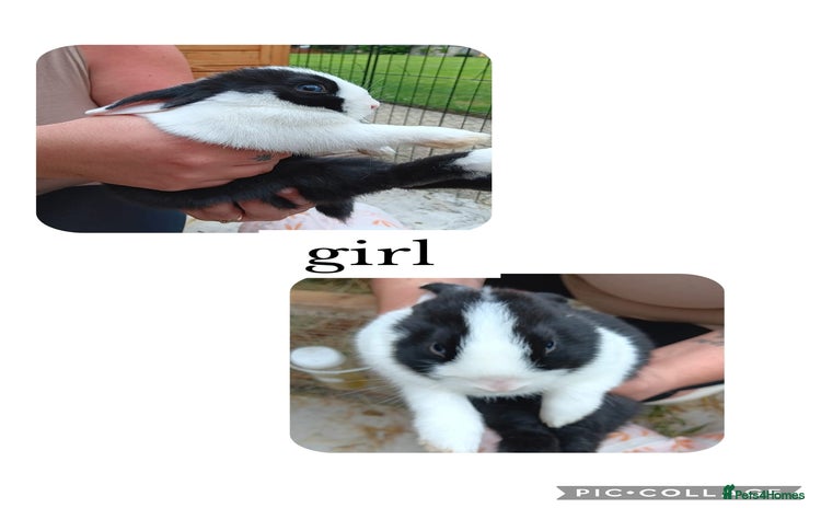 Dwarf Lop rabbits - Advert 3