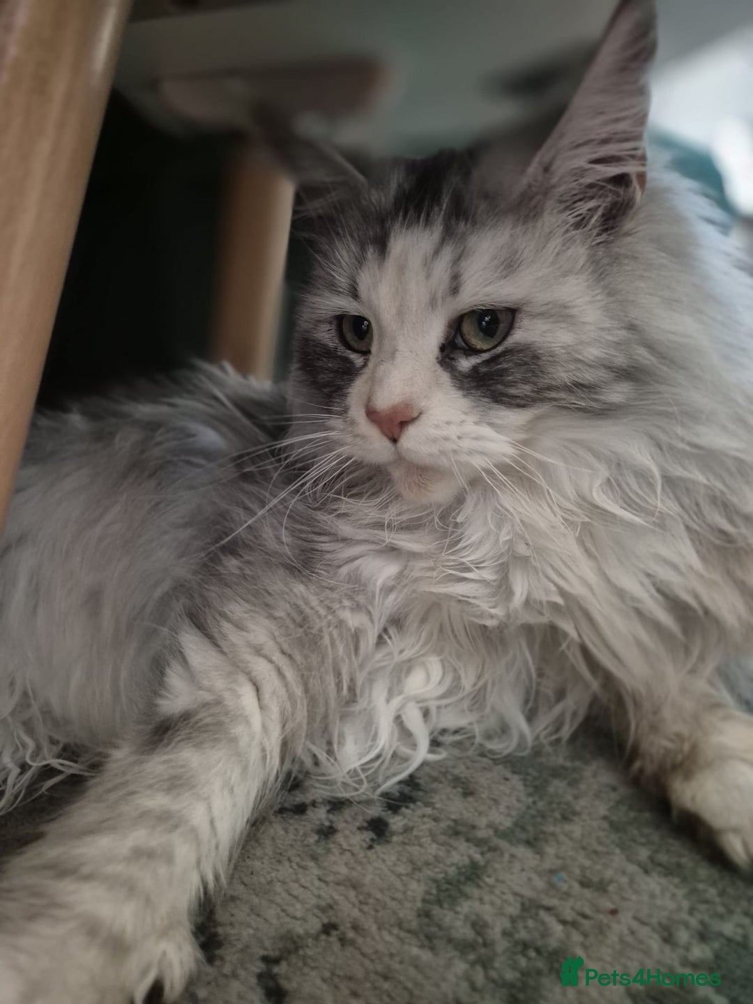 Maine Coon cats for sale: Maine coon kittens  - Image 10
