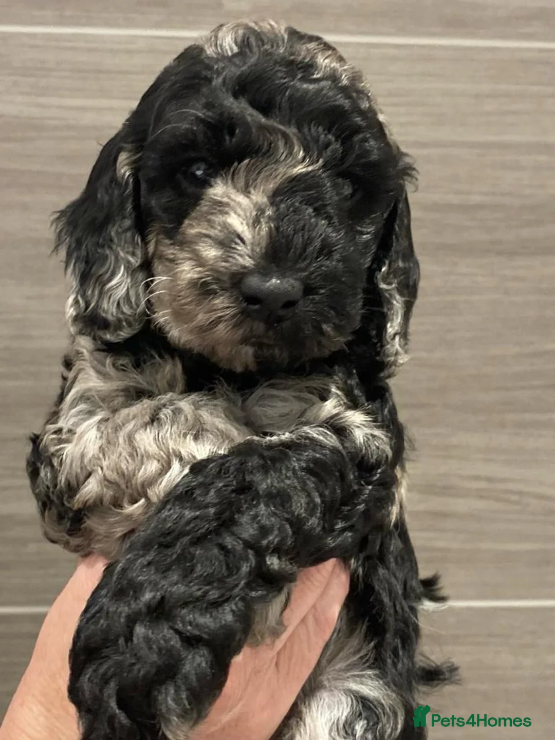 Miniature Poodle dogs for stud: Blue Merle Miniature Poodle (PROVEN) Health Tested in Sunderland - Advert 9