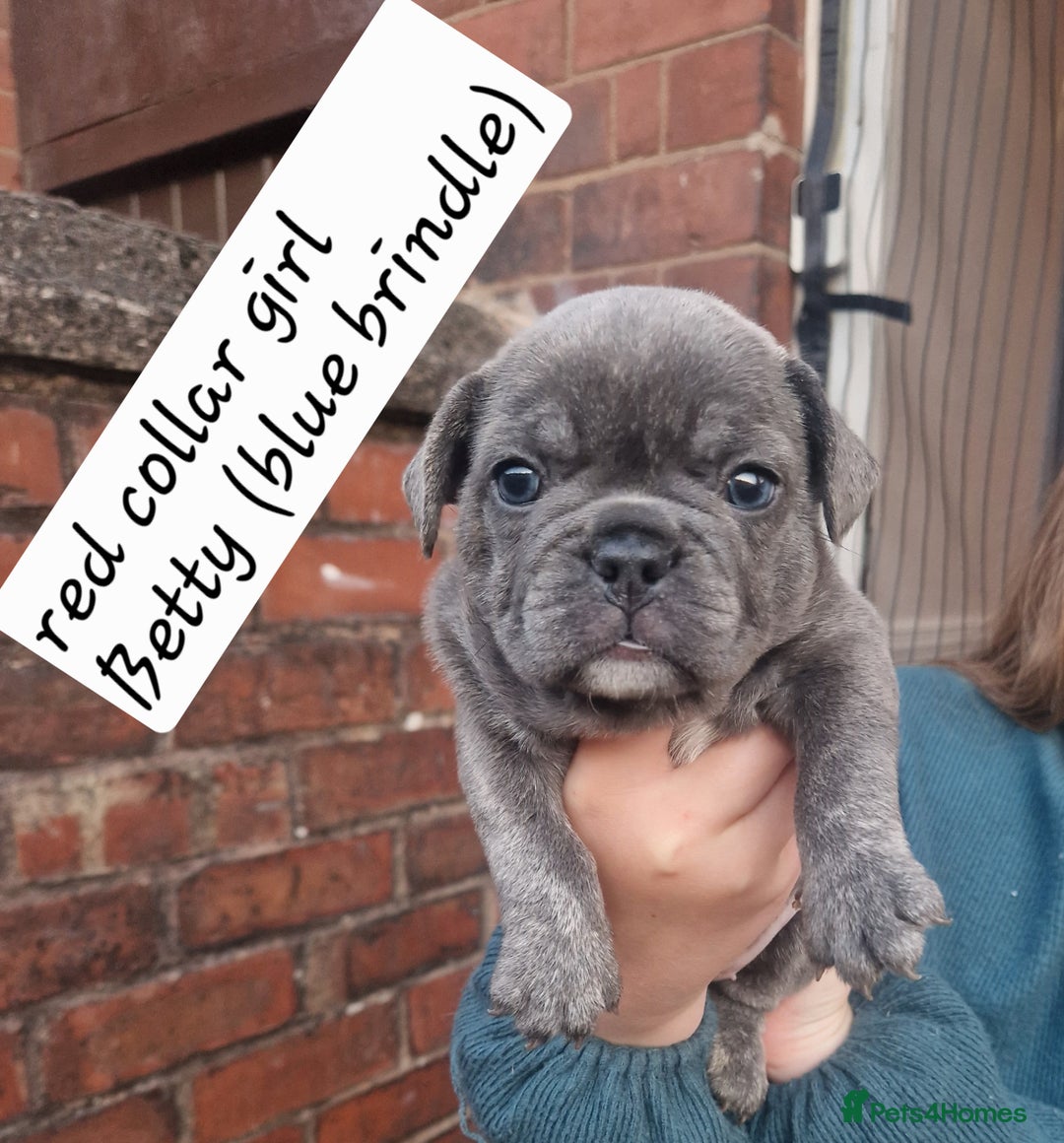 French Bulldog dogs for sale: 6 beautiful frenchies  - Image 12