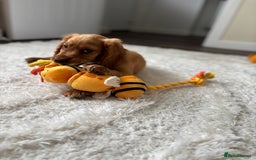 Cocker Spaniel dogs for sale: 14 Week Old Cocker Spaniel Puppy - Image 9