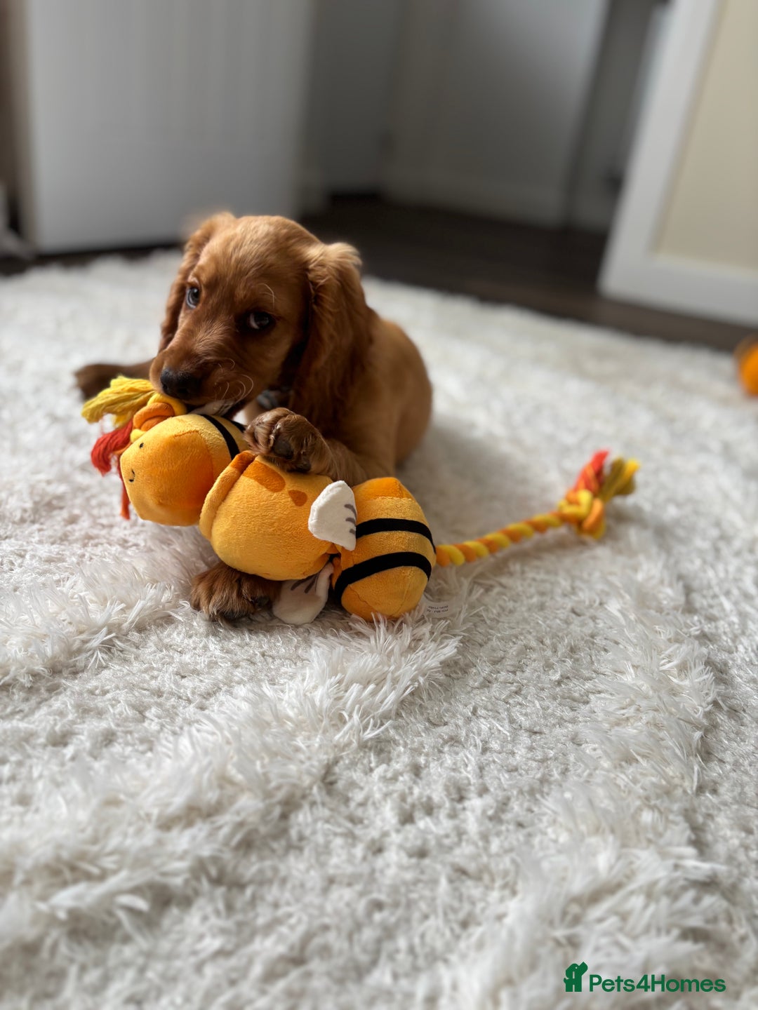 Cocker Spaniel dogs for sale: 14 Week Old Cocker Spaniel Puppy - Image 9