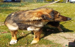 Mixed Breed dogs for adoption: Meet Little BEAR, a Lovely but naughty Boy... - Image 3