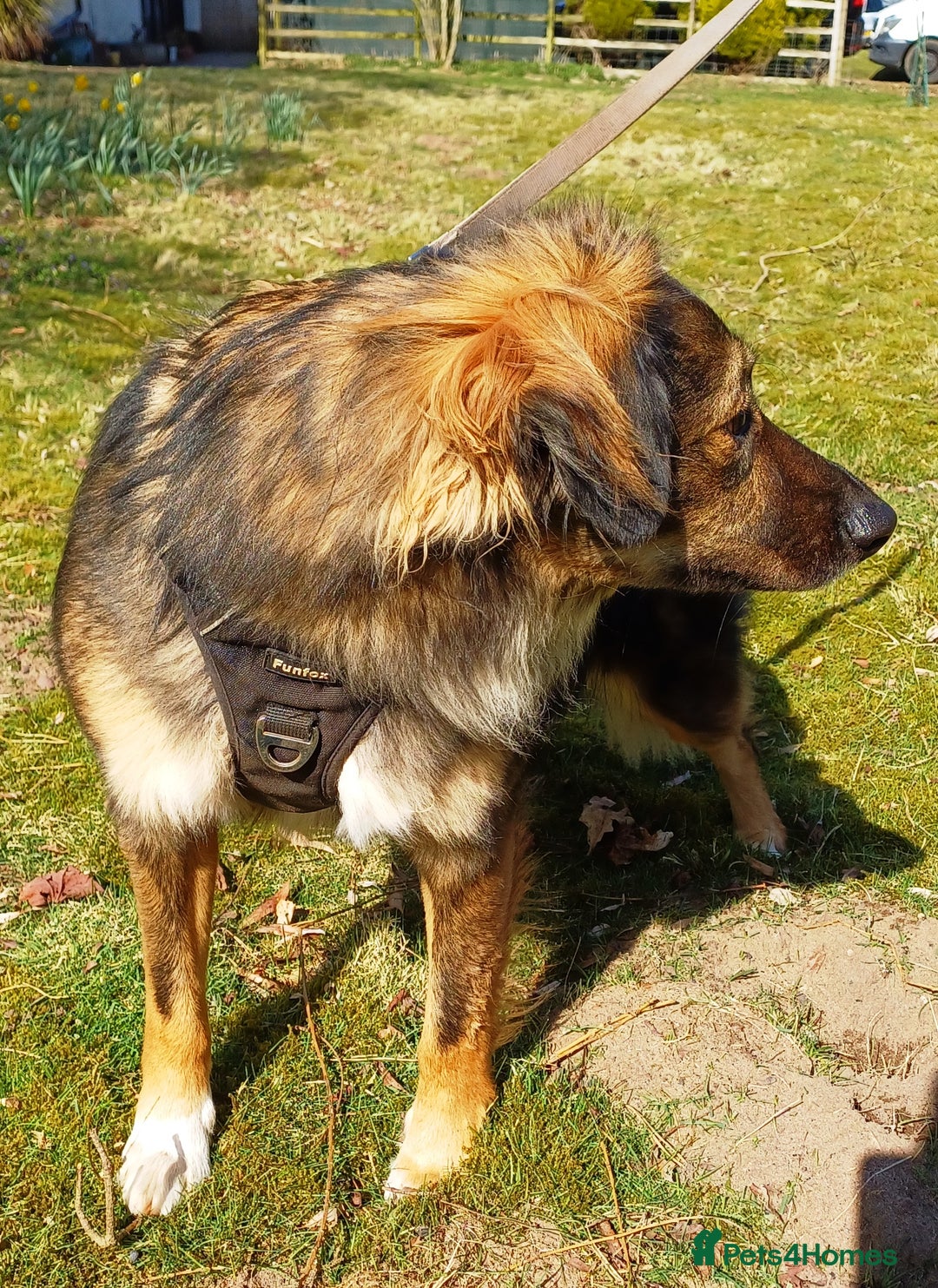 Mixed Breed dogs for adoption: Meet Little BEAR, a Lovely but naughty Boy... - Image 3