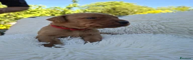 Saffron Labrador Retriever Puppy 8