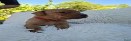 Labrador Retriever dogs for sale: Gorgeous Fox Red Labrador Puppies. - Advert 12
