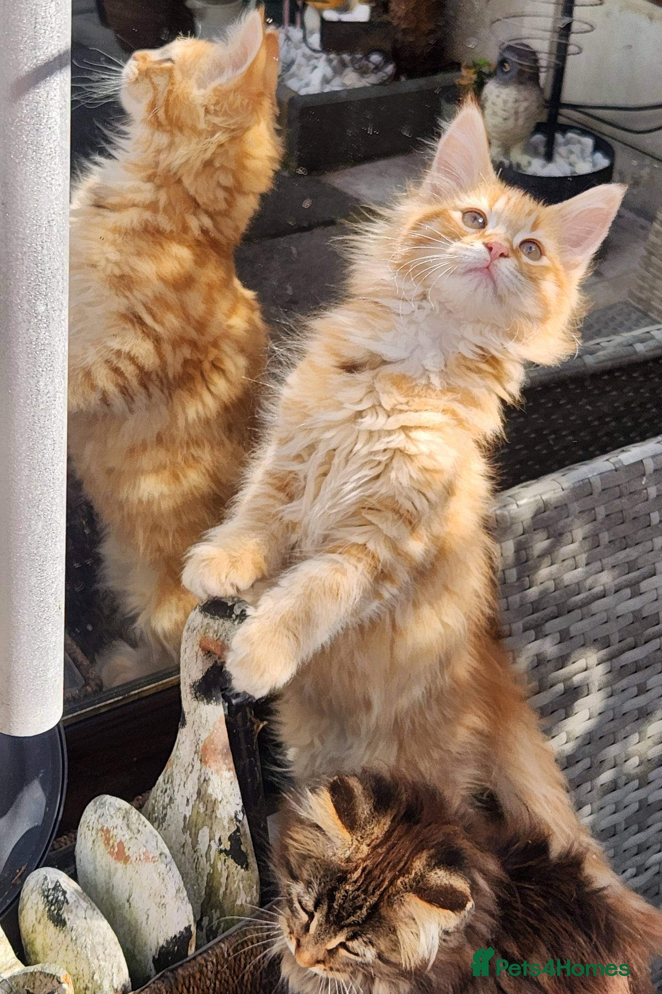 Maine Coon cats Maine Coons Ready Now!! 4 male 1 female  - Advert 18