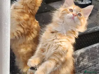 Maine Coon cats Maine Coons Ready Now!! 4 male 1 female - Advert 18