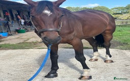 Irish Sports horses for sale: Teens horse / mother / daughter share - Image 34