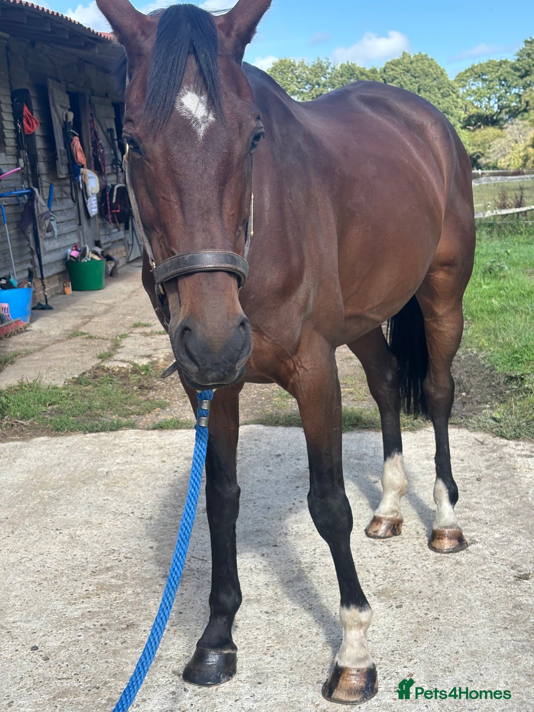 Irish Sports horses for sale: Teens horse / mother / daughter share - Image 34