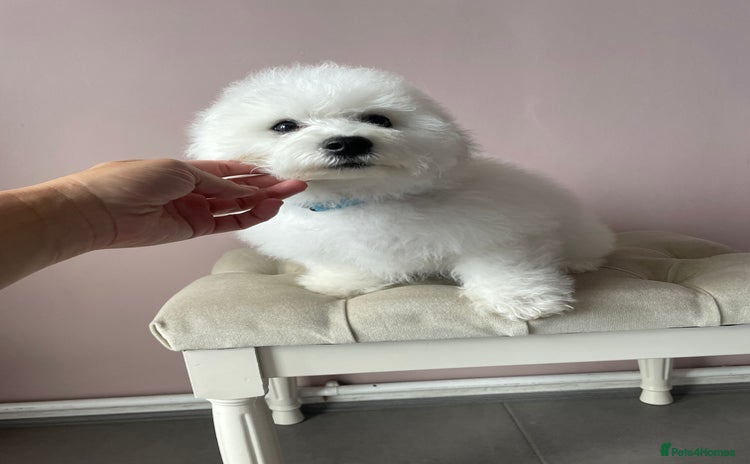 Bichon Frise dogs - Advert 4