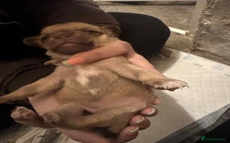 Chihuahua dogs for sale: Chihuahua girl pups  - Image 7