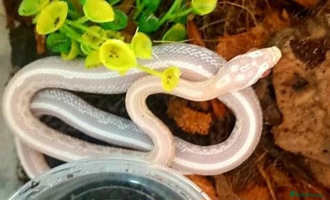 Corn Snake reptiles Corn snakes 2025 / 2026 cornsnake hatchlings  - Advert 15