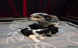 Yorkshire Terrier dogs for sale: Yorkshire terrier biewer puppies  - Advert 2