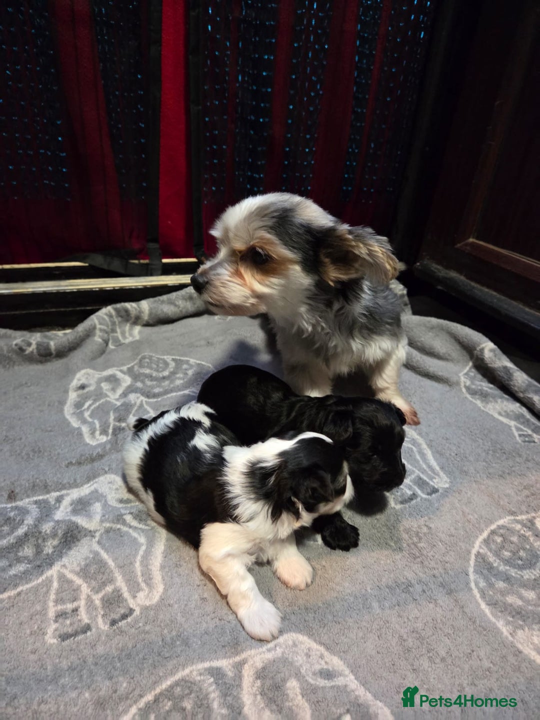 Yorkshire Terrier dogs for sale: Yorkshire terrier biewer puppies  - Advert 2