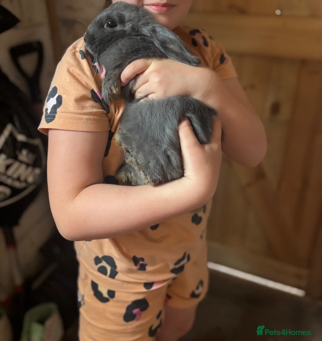 Mini Lop rabbits for sale: X2 rabbits  - Advert 1