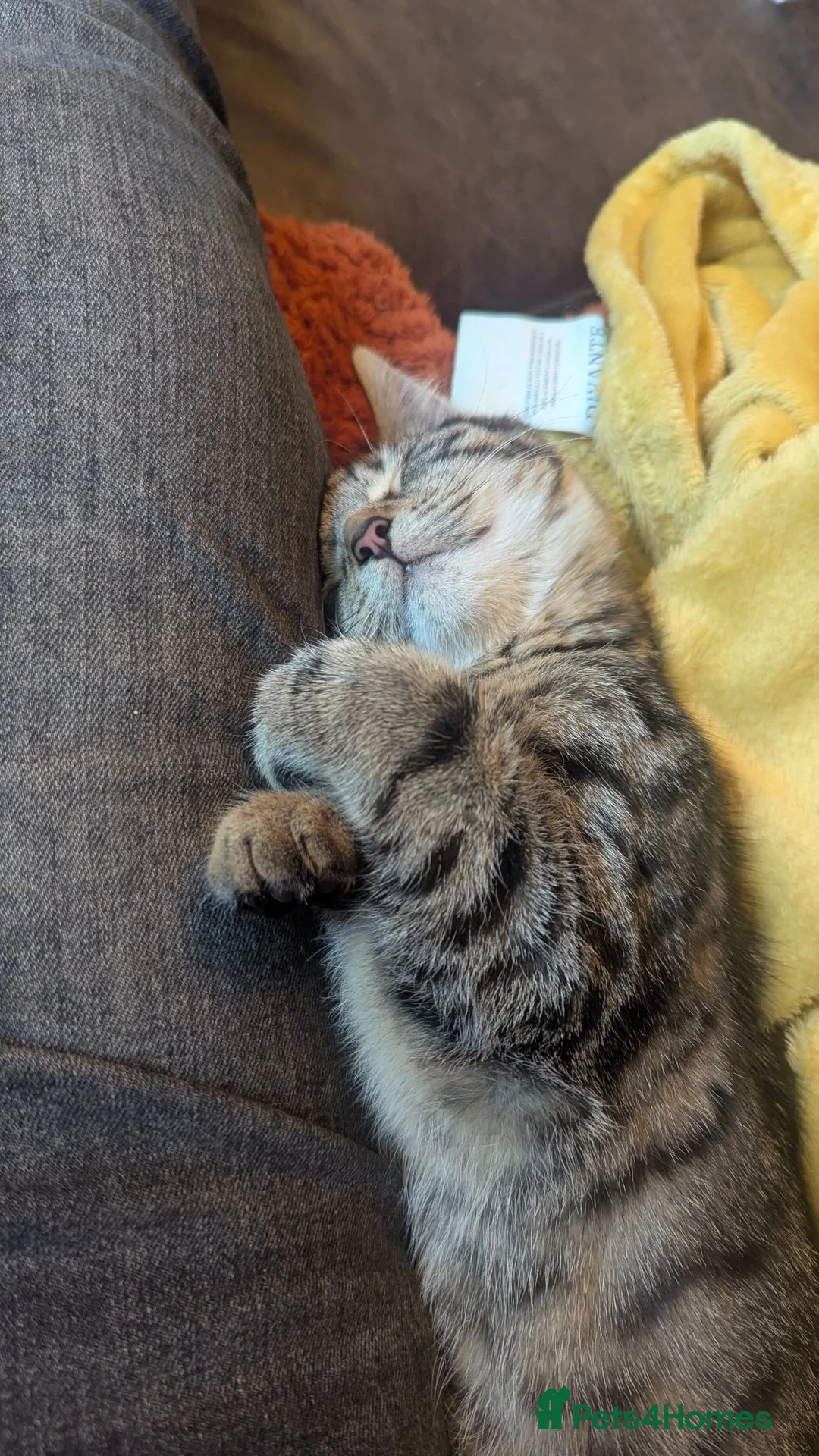 Mixed Breed cats for sale: Beautiful male cat! 7 months old.  in Pontefract - Advert 2