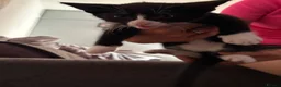 Mixed Breed cats for sale: Kittens (need give ASAP) - Advert 4