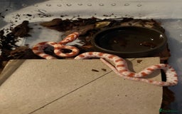Corn Snake reptiles for sale: 18 beautiful amel Cornsnakes  - Image 10