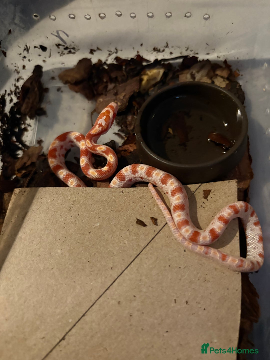 Corn Snake reptiles for sale: 18 beautiful amel Cornsnakes  - Image 10