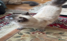 Ragdoll cats for sale: Ragdolls for sale - Image 9