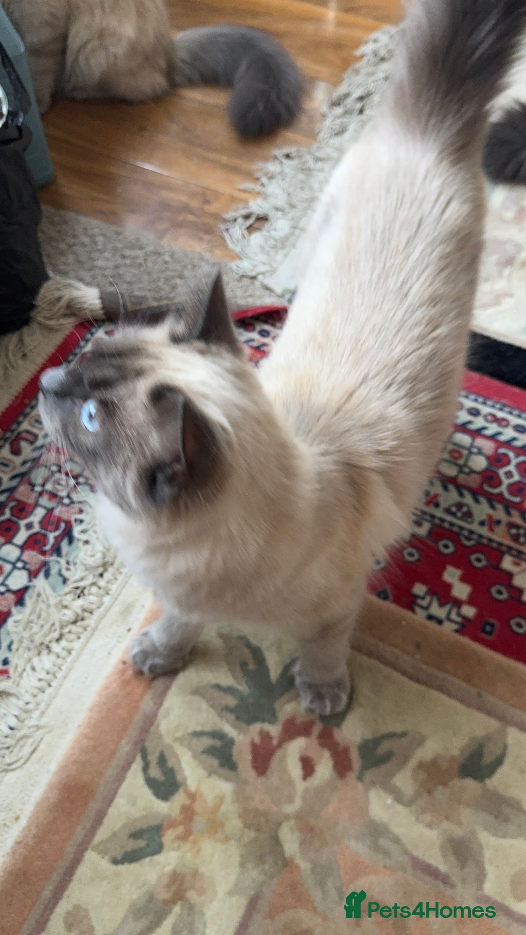 Ragdoll cats for sale: Ragdolls for sale - Image 9