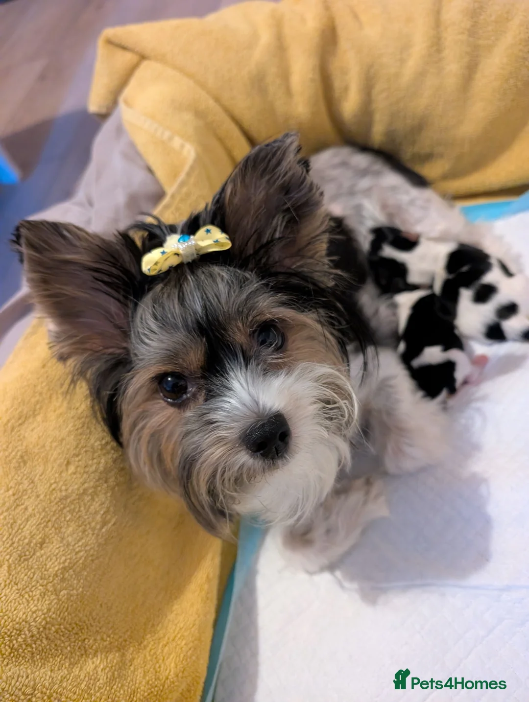 Biewer Terrier dogs for sale: Biewer terrier puppies x 2 boys - Advert 37