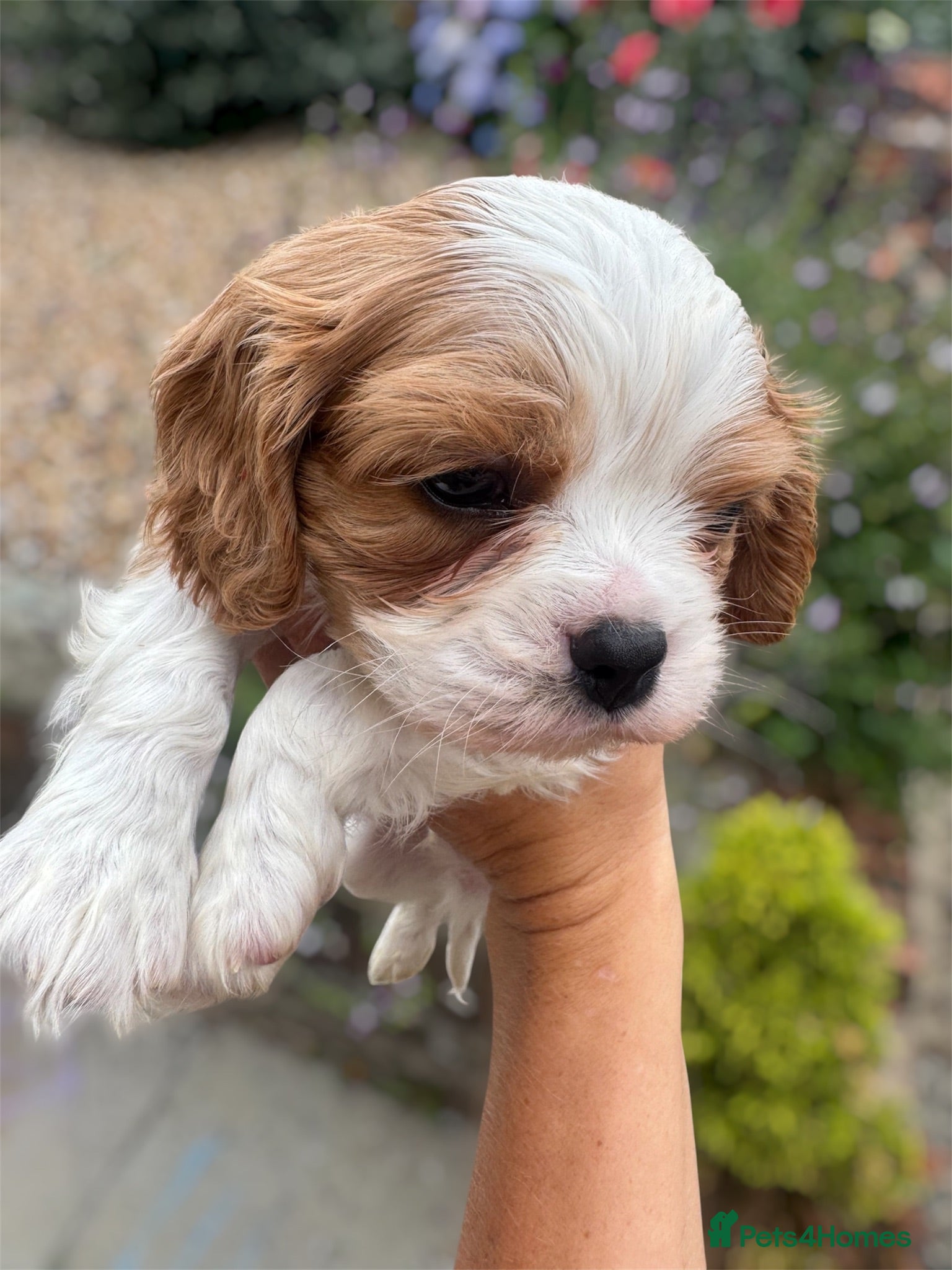 Cavalier King Charles Spaniel dogs Stunning hereditary clear KC Cavalier King Charles - Advert 13