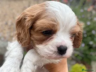 Cavalier King Charles Spaniel dogs Stunning hereditary clear KC Cavalier King Charles - Advert 1