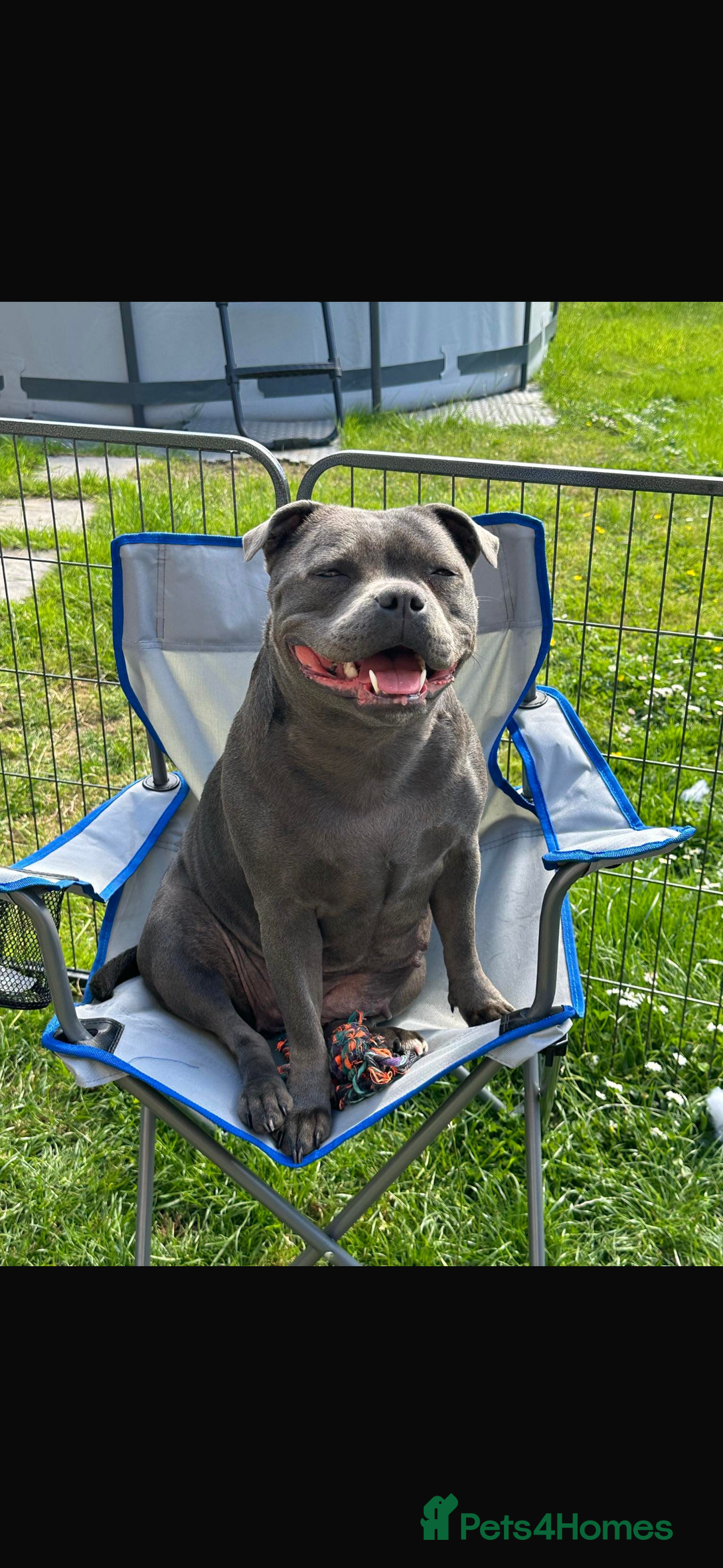 Staffordshire Bull Terrier dogs for sale: Piro daughter & Pharon (Bullscaff) pups for sale - Image 1