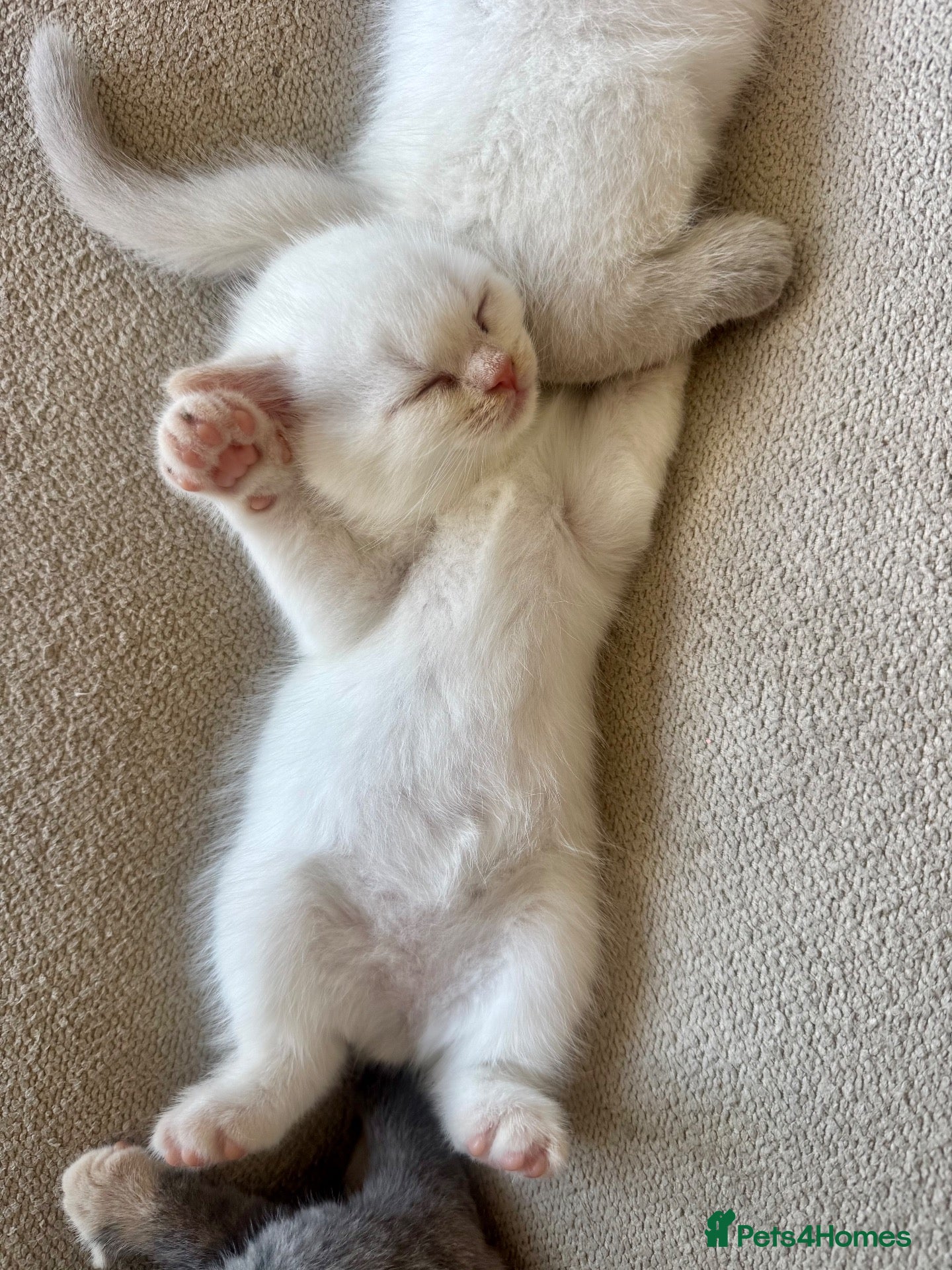 British Shorthair cats FULL PEDIGREE BSH KITTENS IN THE COTSWOLDS - Advert 2