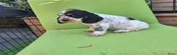 Cocker Spaniel dogs for sale: 🏡UNIQUE SHOW COCKER SPANIELS PUPPIES 🐶  - Advert 13