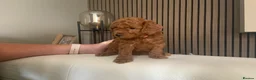 Toy Poodle dogs for sale: Beautiful toy poodles  - Advert 7