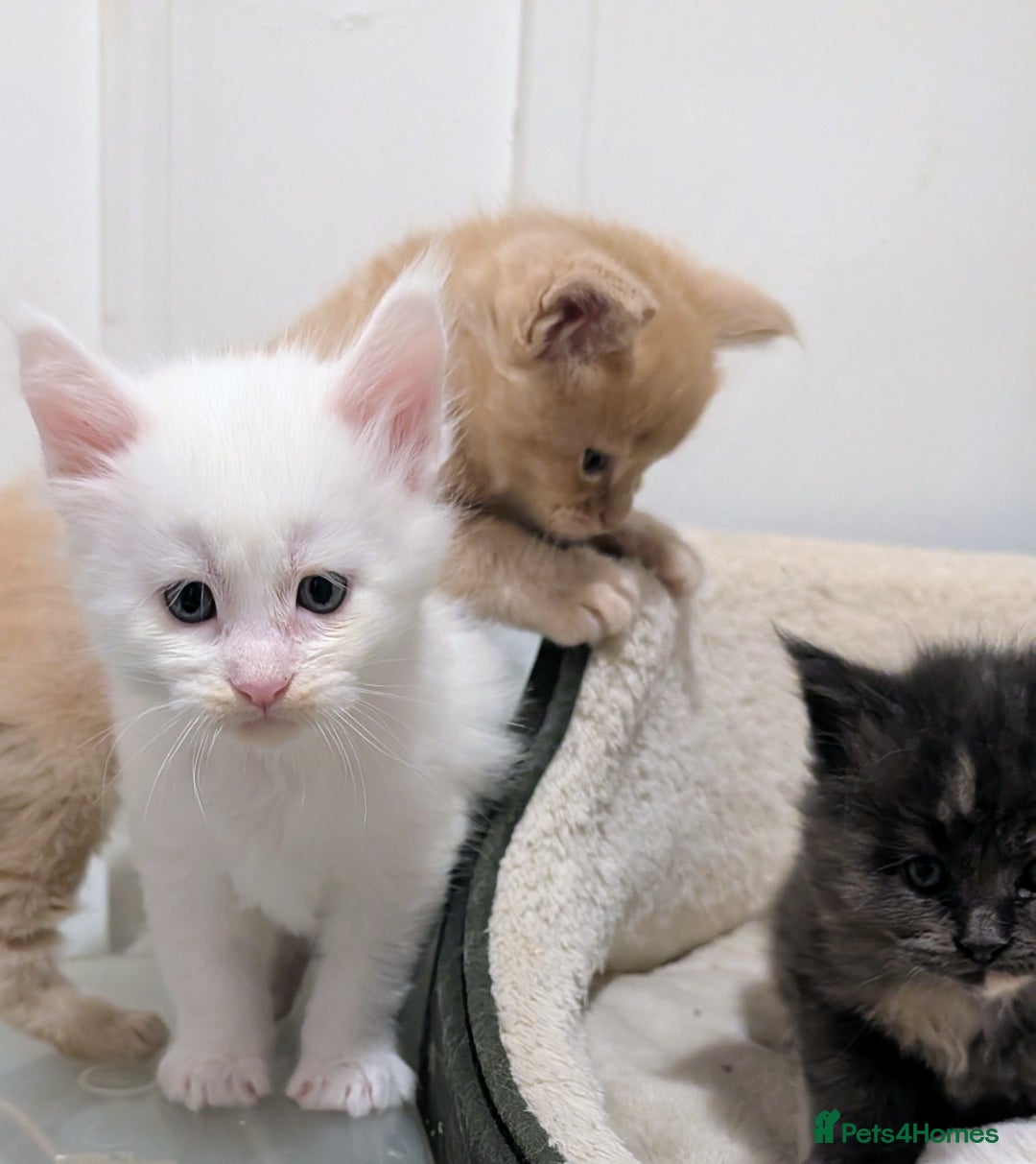 Maine Coon cats for sale: Beautiful Tica Registered Maine Coon Kittens  - Advert 24