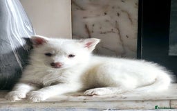 Siberian Husky dogs for sale: Gorgeous huskies puppies for sale! - Image 4