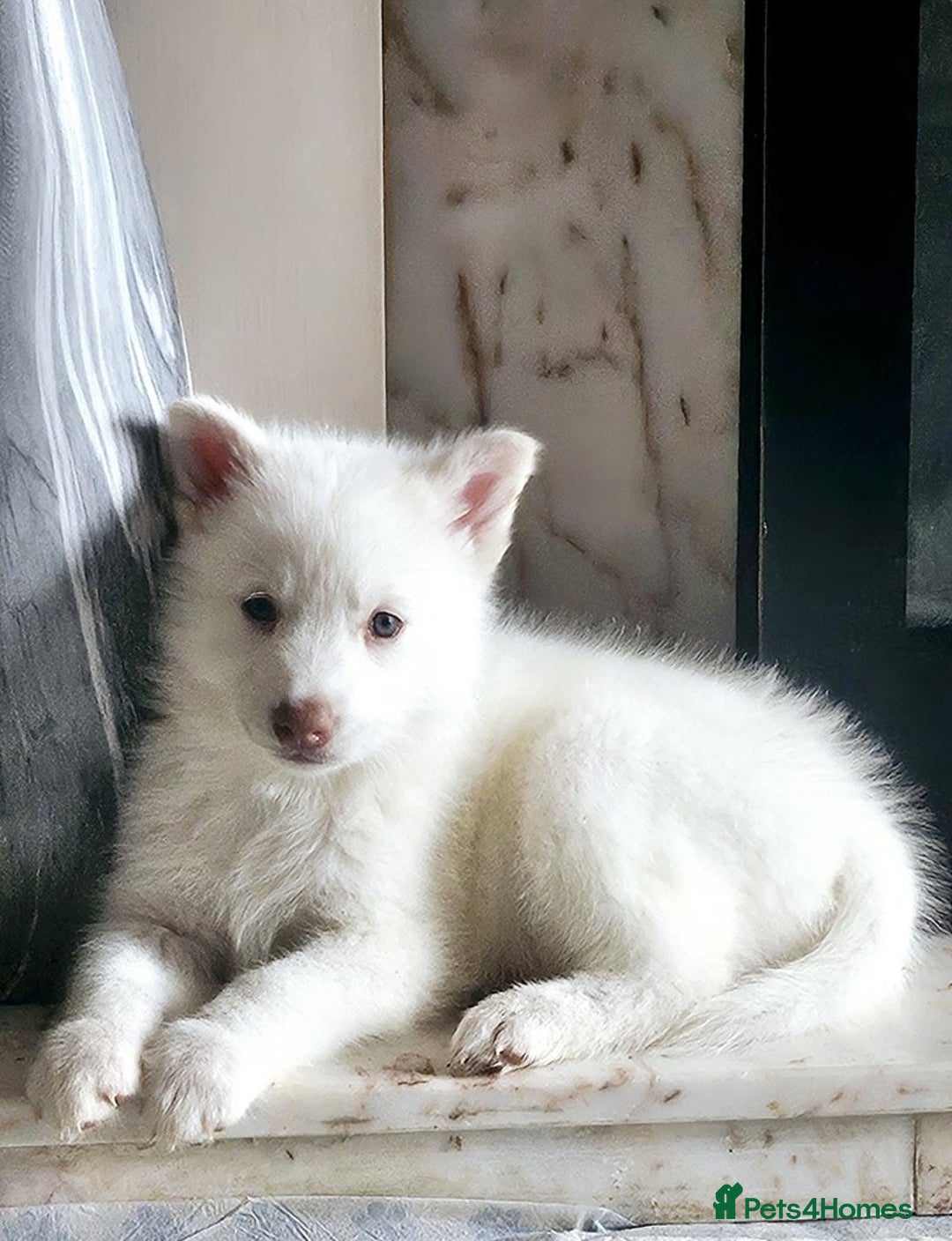 Siberian Husky dogs for sale: Gorgeous huskies puppies for sale! - Image 4