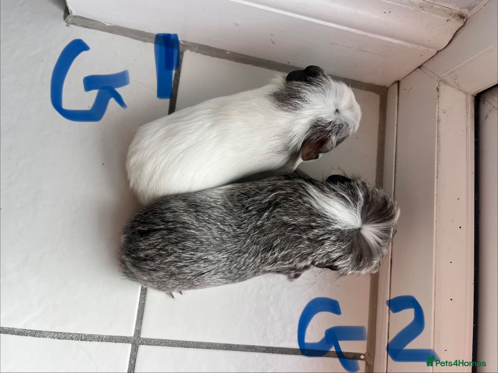 Guinea Pig rodents 6 week old baby guinea pigs  - Advert 20