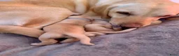 Labrador Retriever dogs for sale: Two adorable golden Labrador puppies in Saffron Walden - Advert 5
