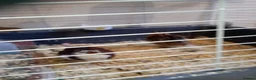 Mixed Breed birds for sale: Quails in Gateshead - Advert 2