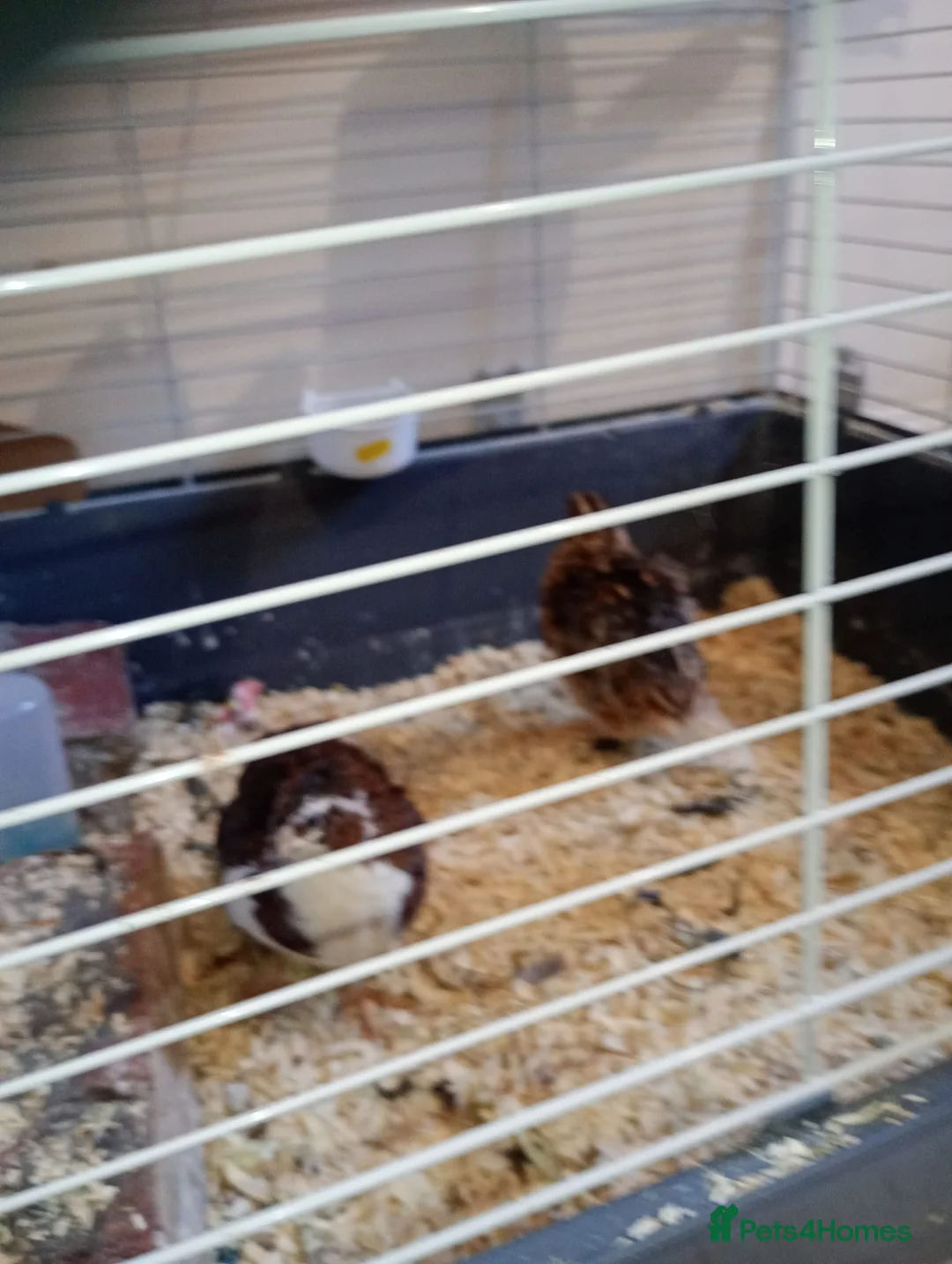 Mixed Breed birds for sale: Quails in Gateshead - Advert 2